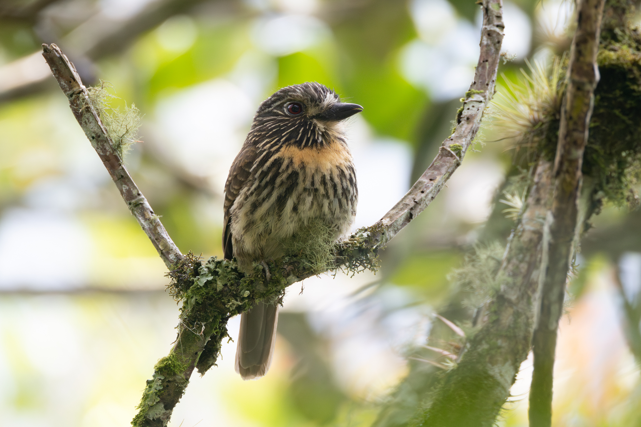Black-streaked Puffbird (Malacoptila fulvogularis), photo 4