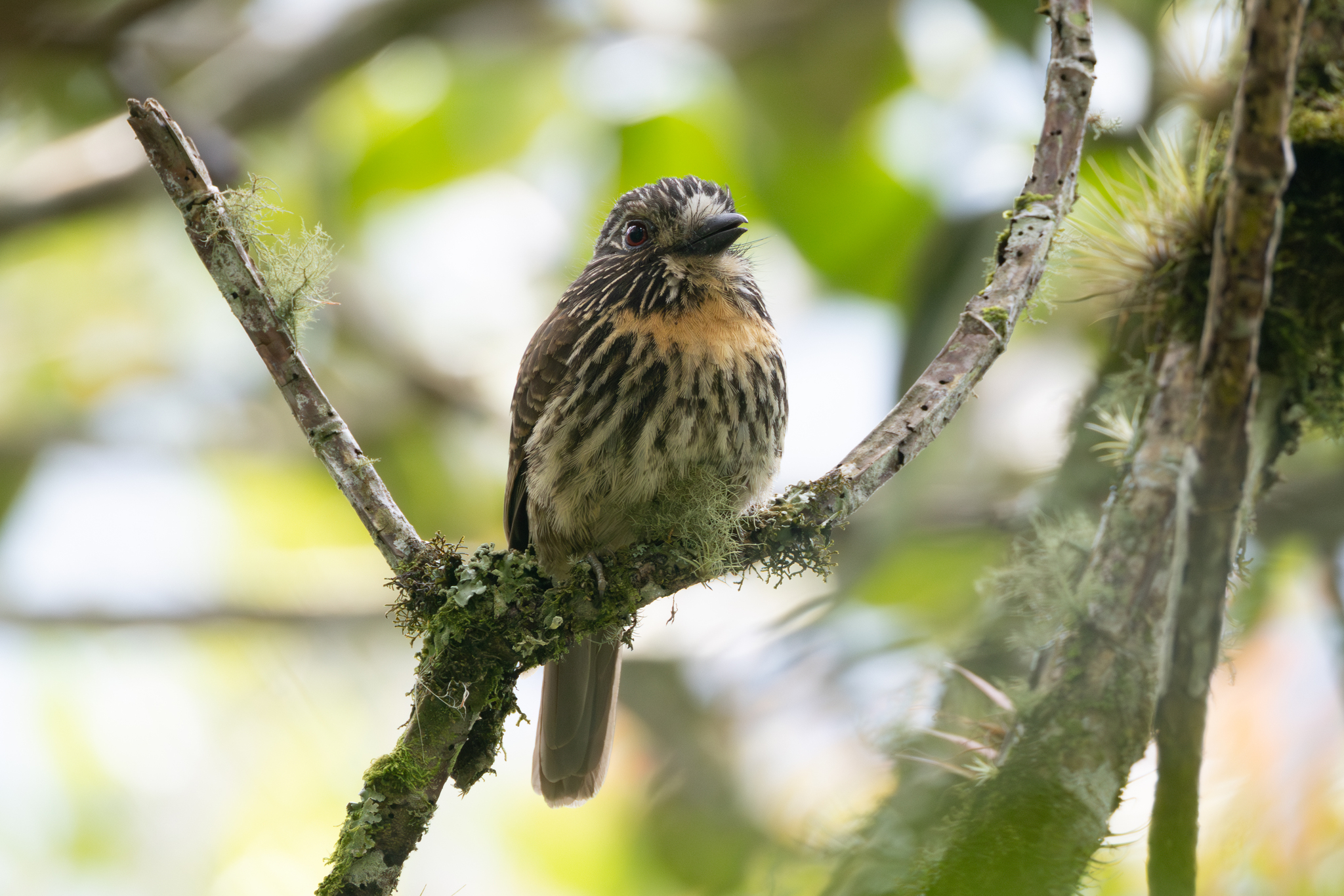 Black-streaked Puffbird (Malacoptila fulvogularis), photo 5