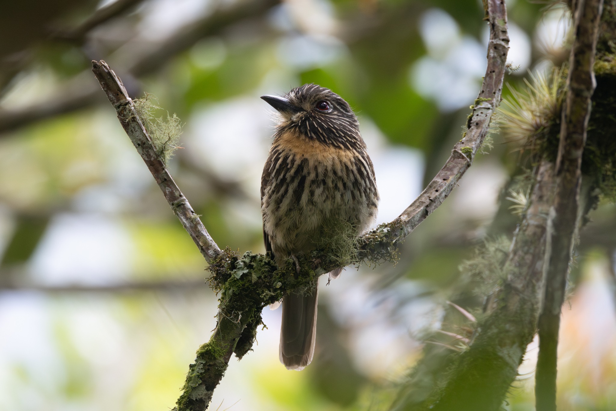 Black-streaked Puffbird (Malacoptila fulvogularis), photo 6