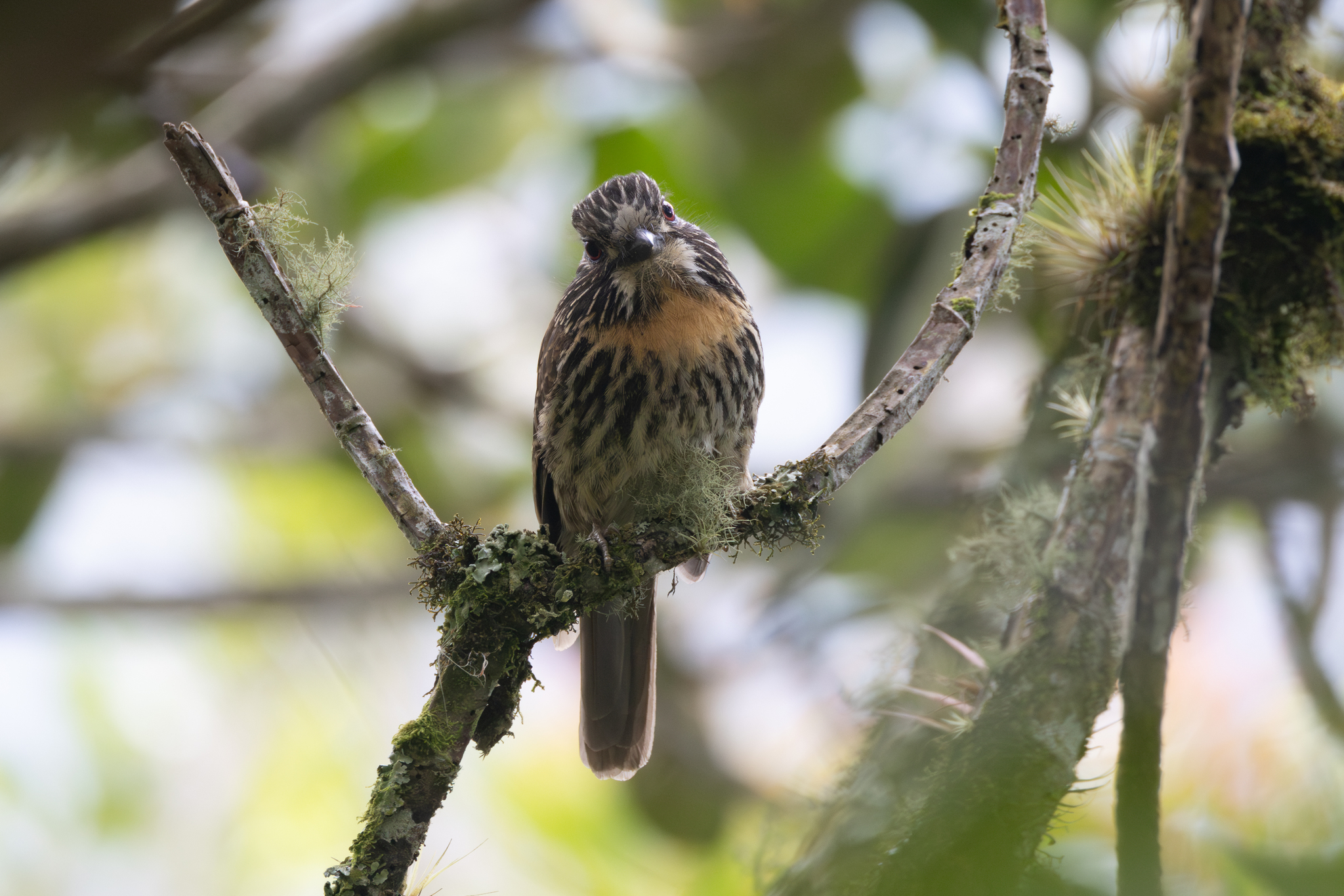 Black-streaked Puffbird (Malacoptila fulvogularis), photo 7