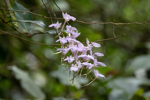 Comparettia macroplectron, photograph 1