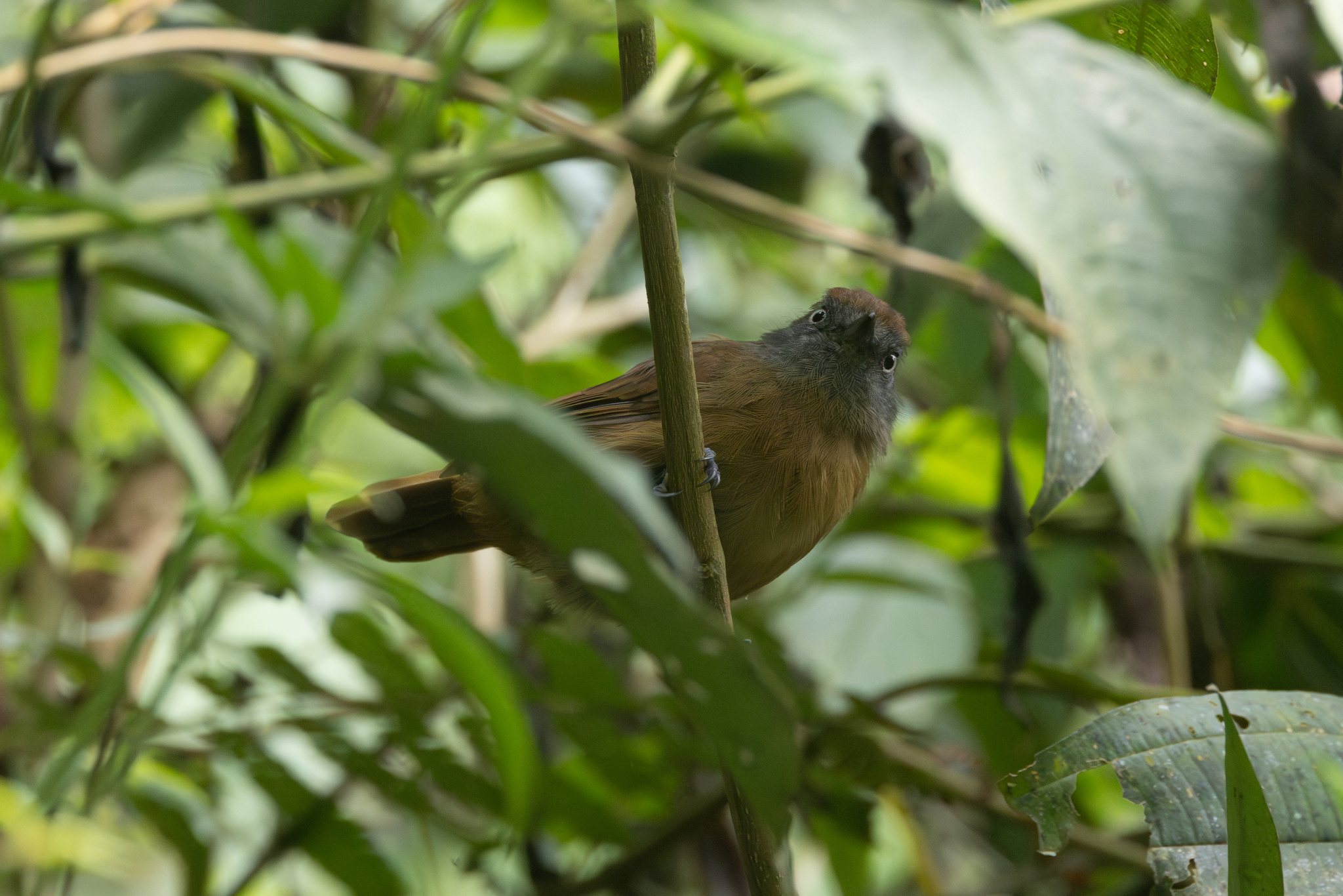 Uniform Antshrike (Thamnophilus unicolor), photo 5
