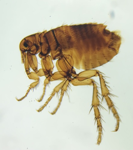 Human flea
