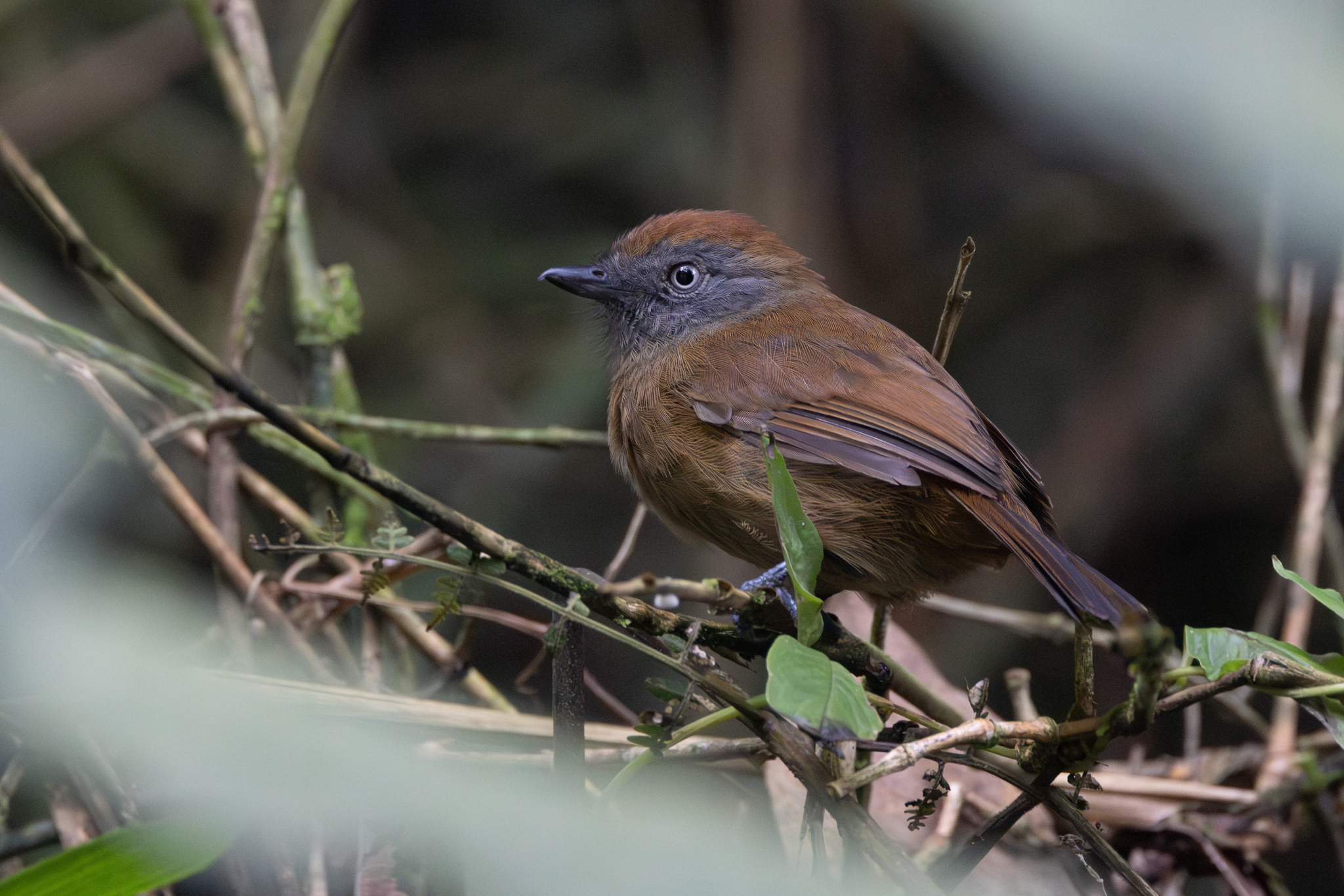 Uniform Antshrike (Thamnophilus unicolor), photo 6