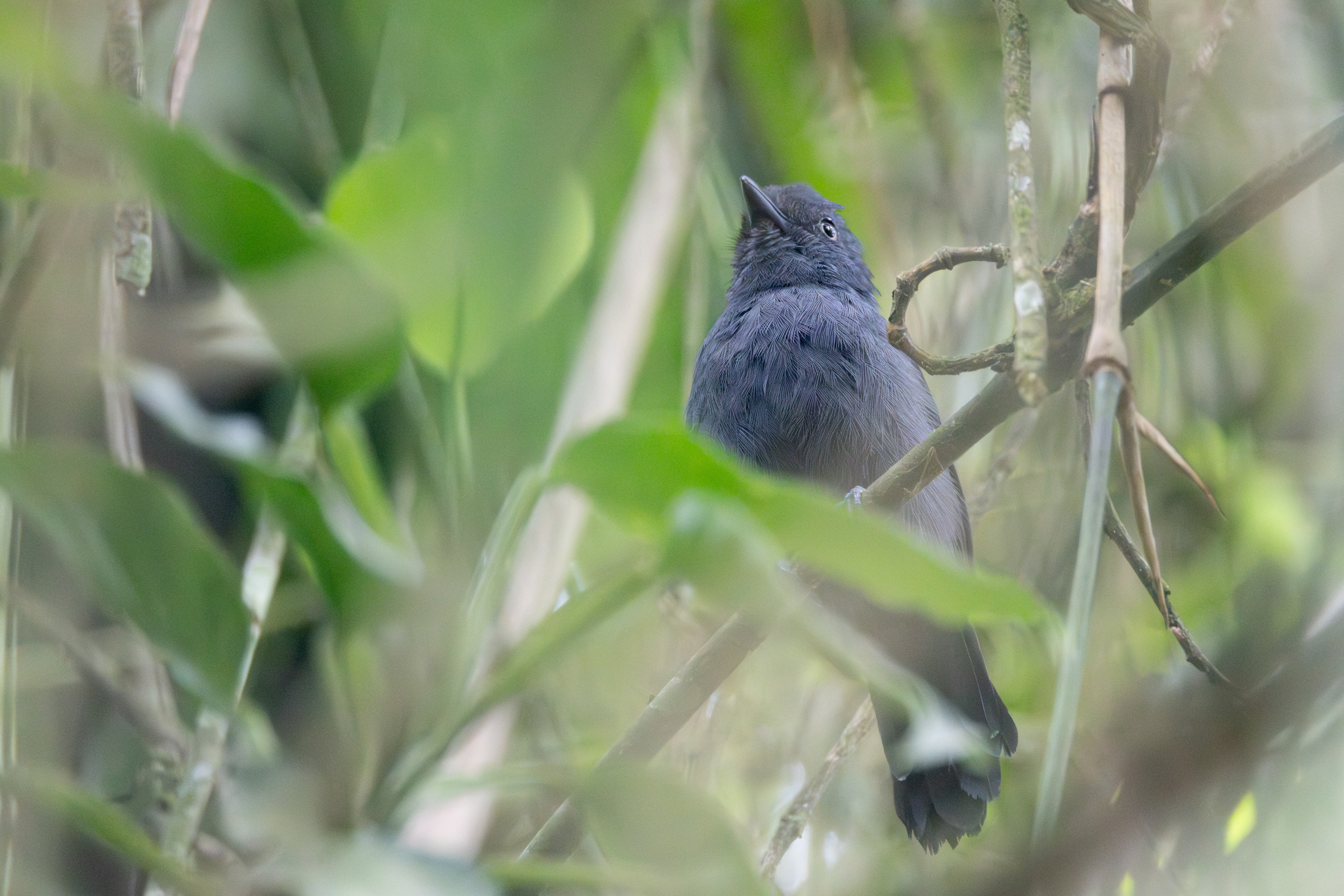 Uniform Antshrike (Thamnophilus unicolor), photo 3