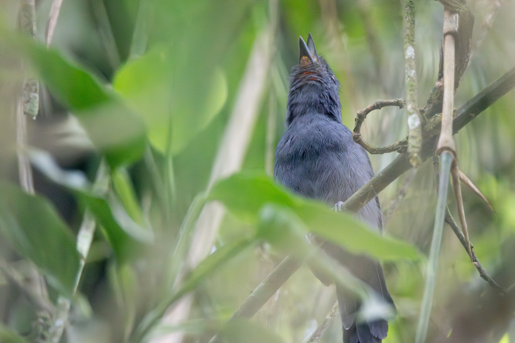 Uniform Antshrike (Thamnophilus unicolor), photo 4