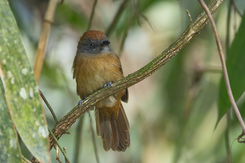 Uniform Antshrike (Thamnophilus unicolor), photo 10