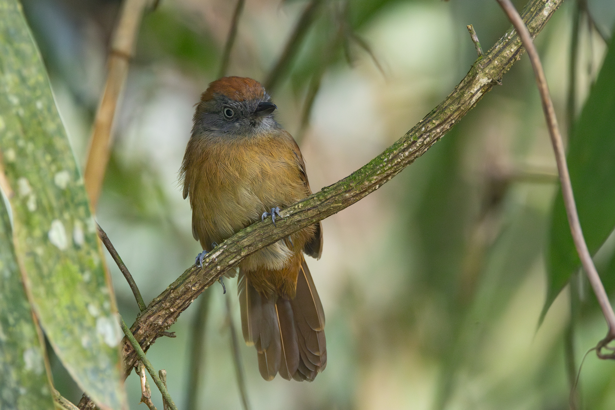 Uniform Antshrike (Thamnophilus unicolor), photo 7