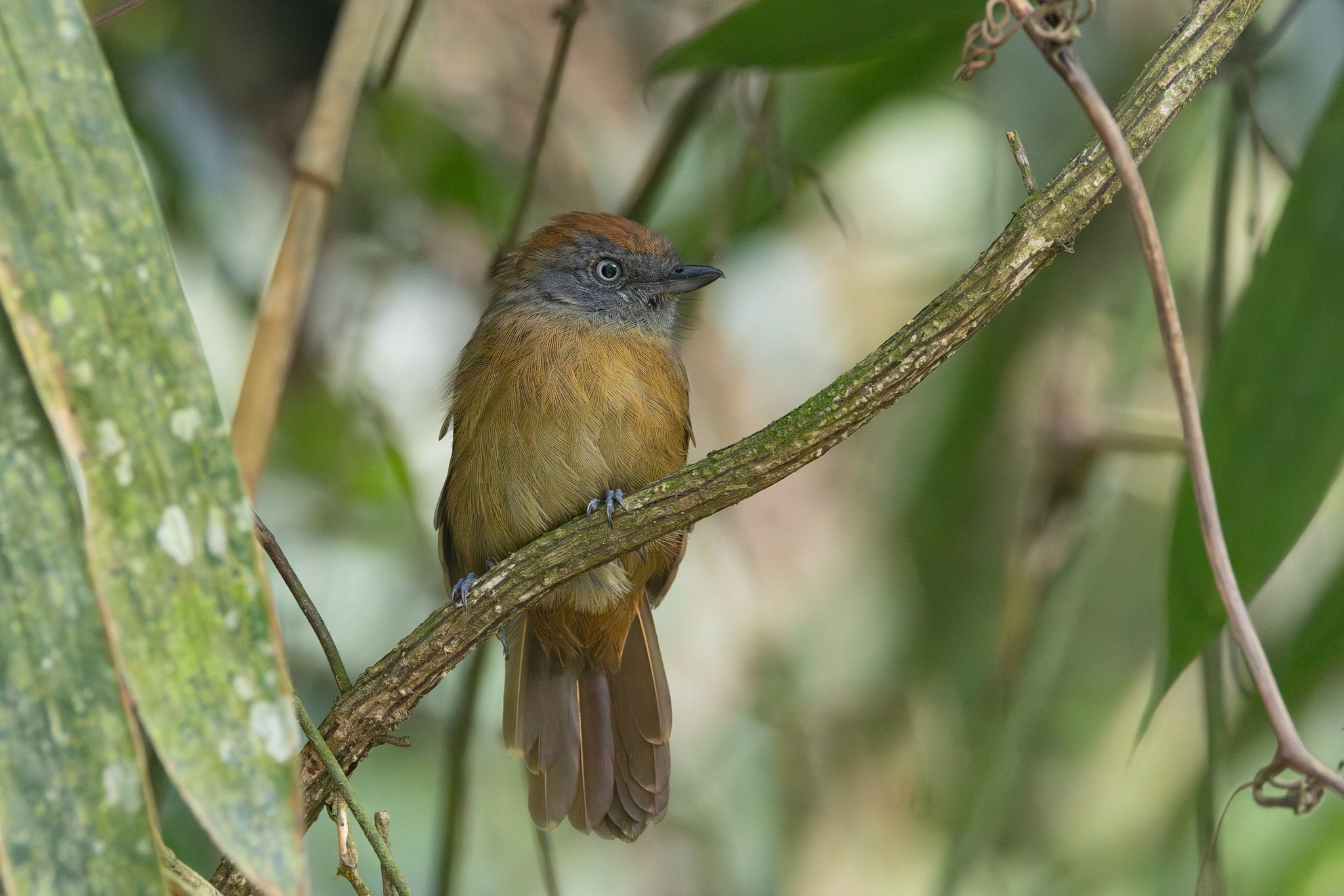 Uniform Antshrike (Thamnophilus unicolor), photo 8