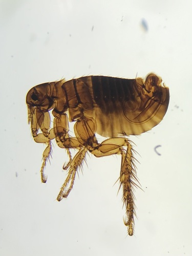 Human flea
