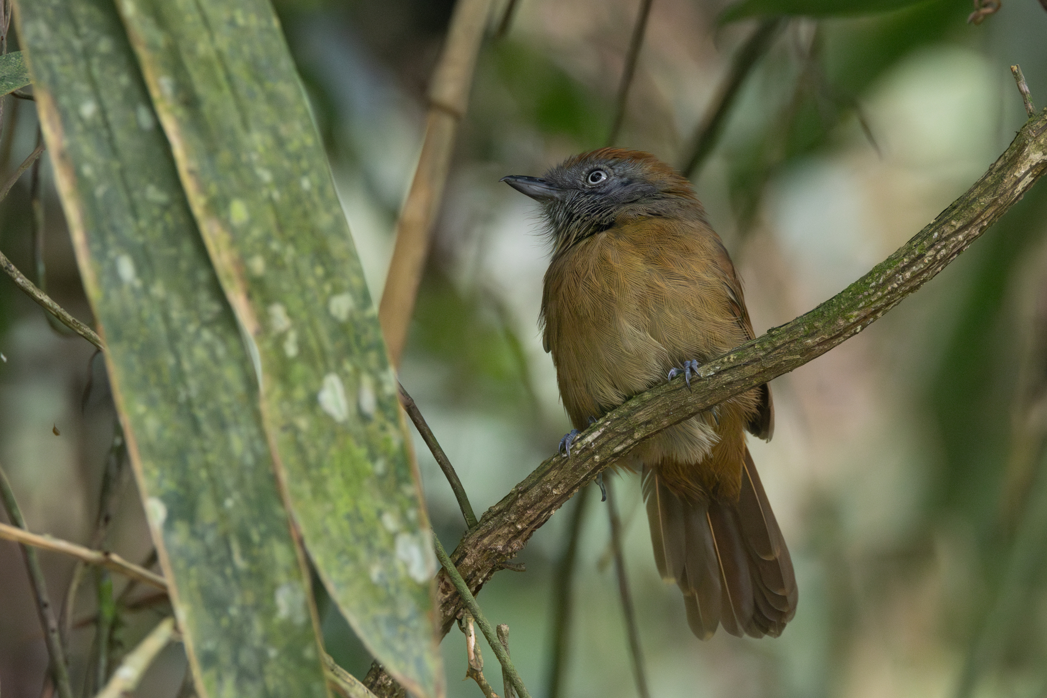 Uniform Antshrike (Thamnophilus unicolor), photo 9