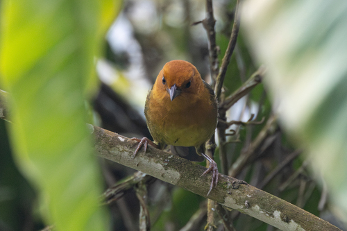 Ochre-breasted Brushfinch (Atlapetes semirufus), photo 9