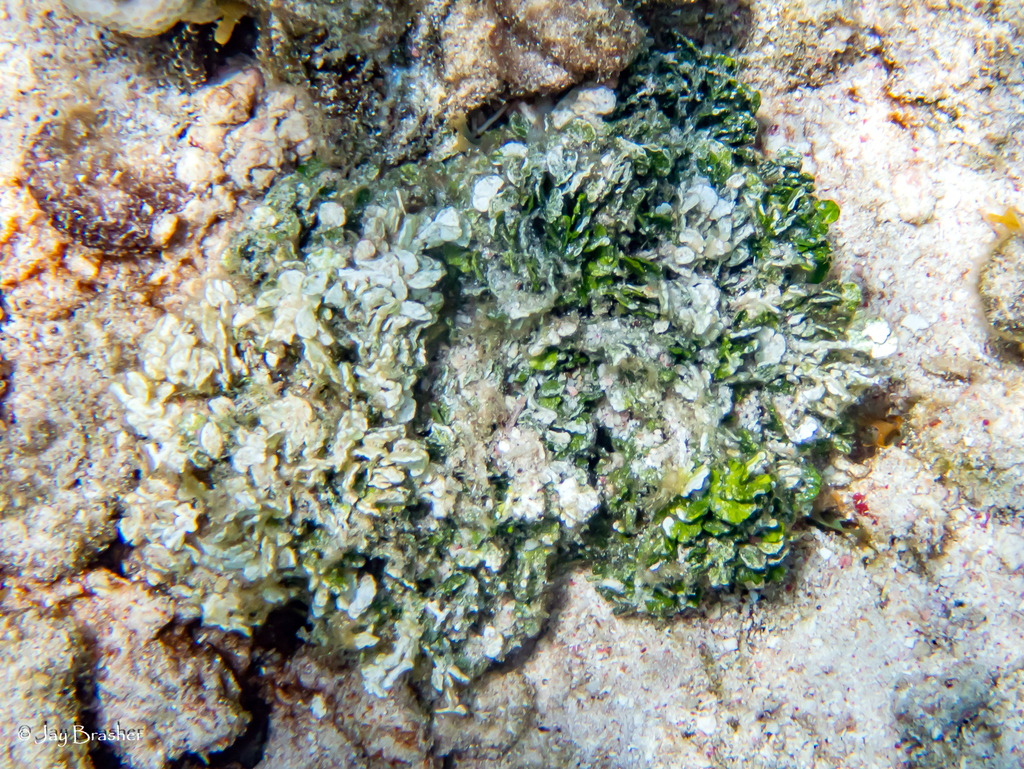 Photo of Opuntia Halimeda (Halimeda opuntia)