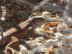 Aspidoscelis maximus