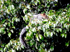 Sciurus aureogaster