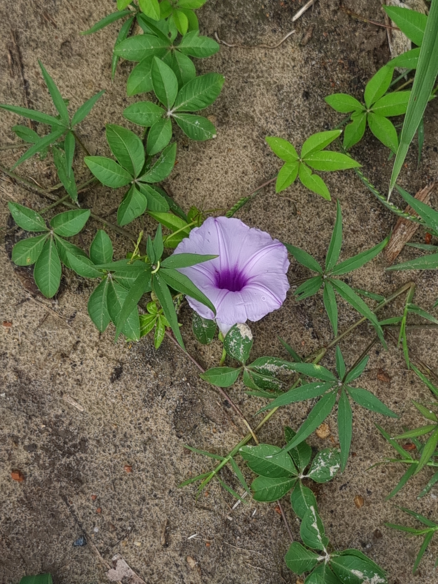 Ipomoea cairica