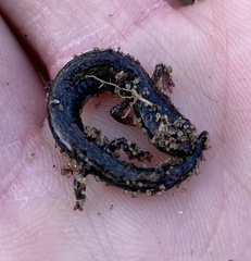Arguello Slender Salamander photo 2