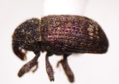 Euscepes postfasciatus, 2024-03-26