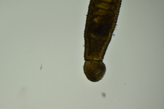 Mysidobdella californiensis