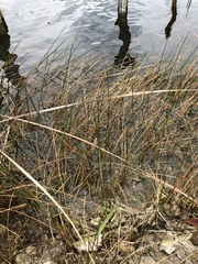 Eleocharis cellulosa