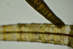 Mysidobdella californiensis