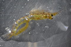 Mysidobdella californiensis