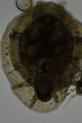 Corambe pacifica