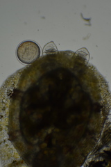 Corambe pacifica