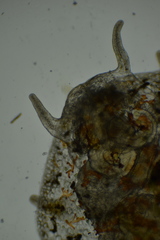 Corambe pacifica