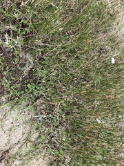 Eleocharis cellulosa