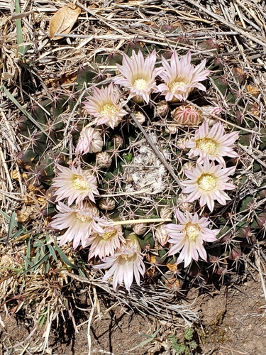 little nipple cactus