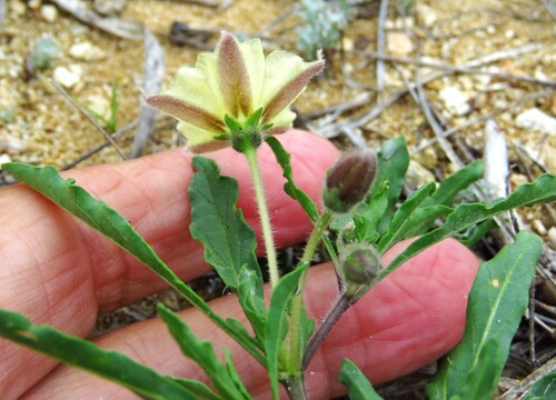 Image of Chamaesaracha edwardsiana by (c) Annika Lindqvist, some rights reserved (CC BY)