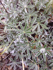 Lupinus albifrons collinus