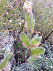 Lupinus albifrons collinus