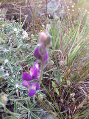 Lupinus albifrons collinus