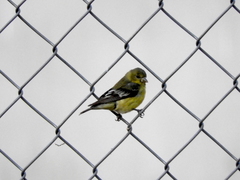Spinus psaltria