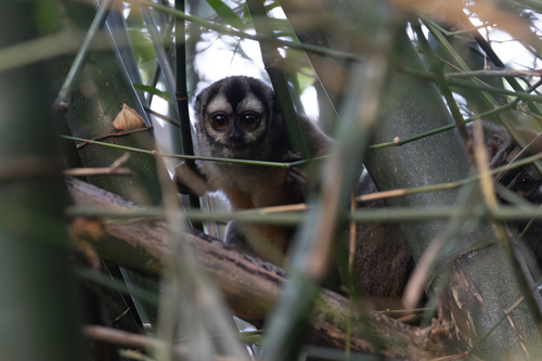 Brumback's Night Monkey