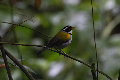 Yellow-mandibled Sparrow (Arremon axillaris), photo 4