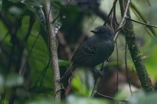 Dusky Antbird (Cercomacroides tyrannina), photo 9