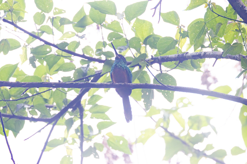 White-chinned Jacamar (Galbula tombacea), photo 4