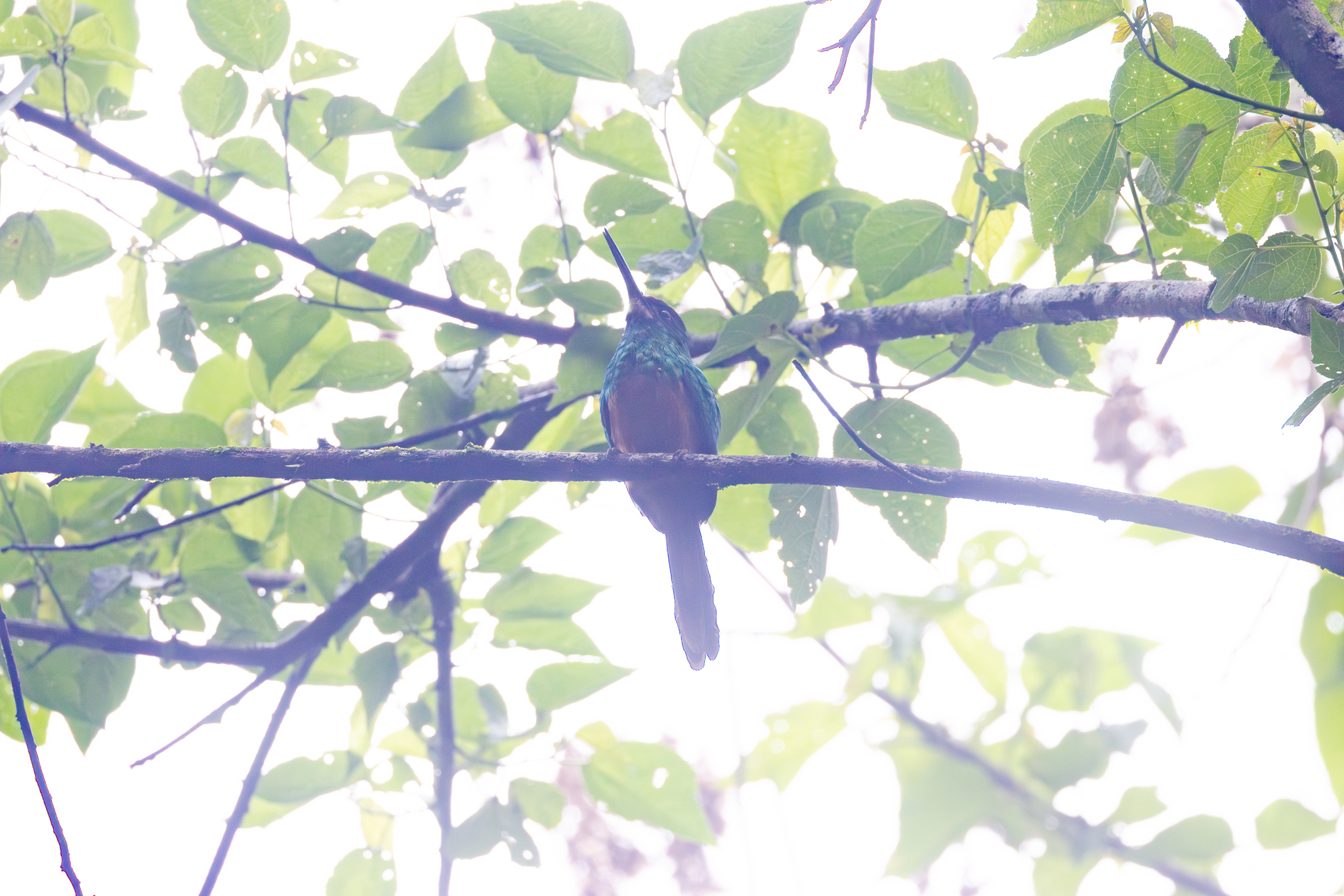 White-chinned Jacamar (Galbula tombacea), photo 8
