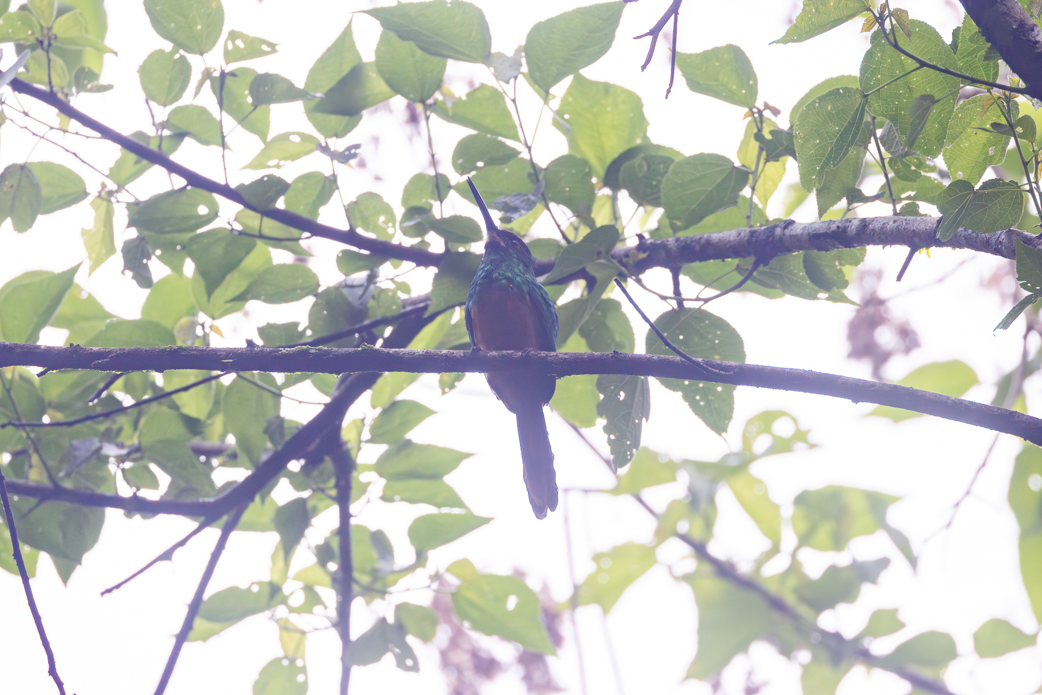 White-chinned Jacamar (Galbula tombacea), photo 10