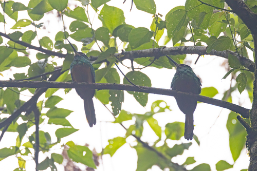 White-chinned Jacamar (Galbula tombacea), photo 5