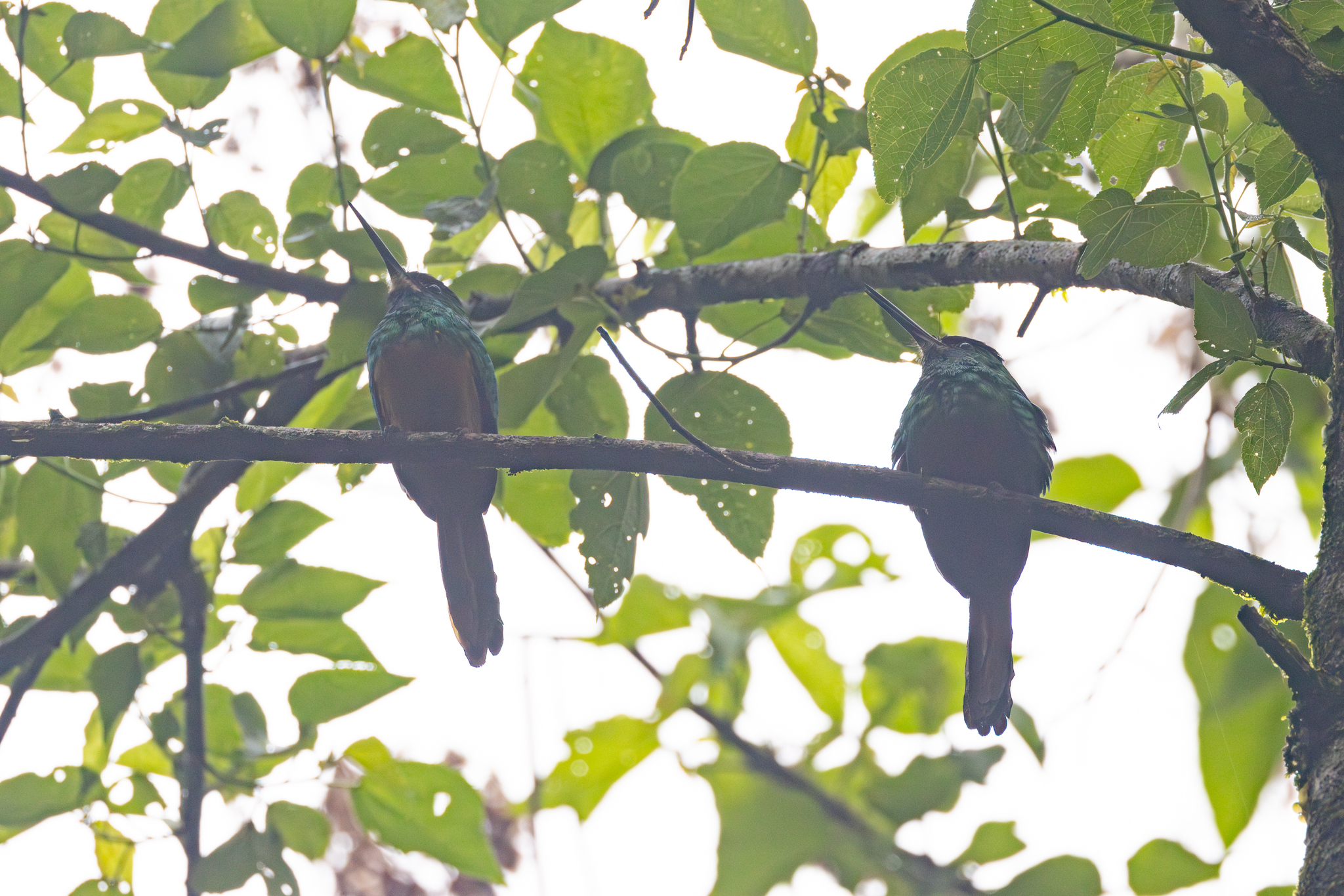 White-chinned Jacamar (Galbula tombacea), photo 9