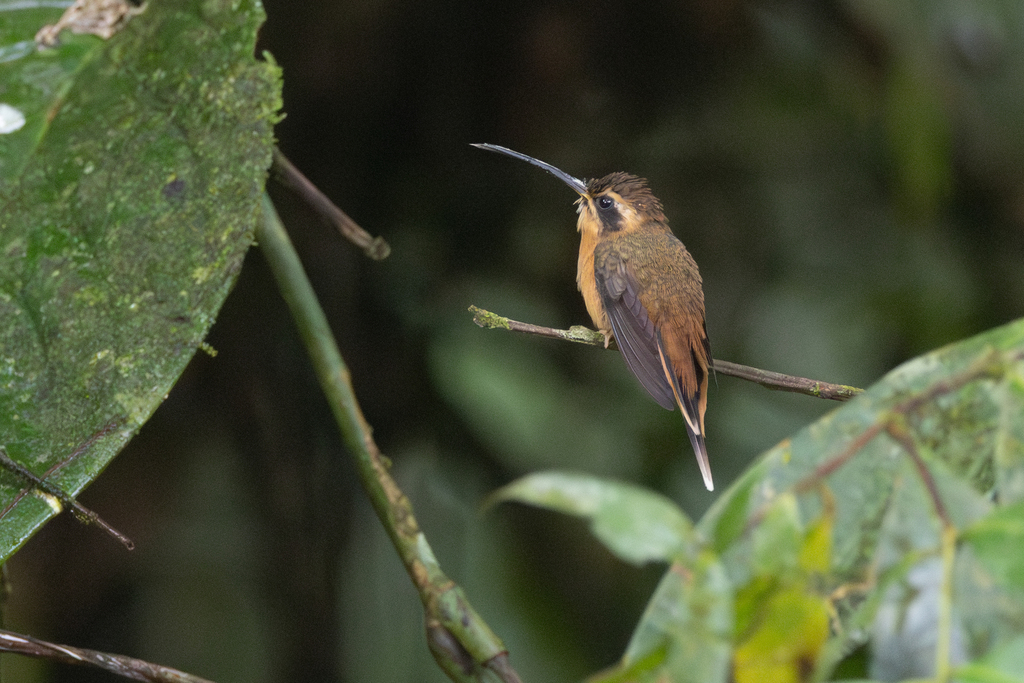 Gray-chinned Hermit