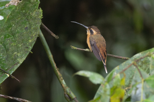 Grey-chinned Hermit (Phaethornis griseogularis)