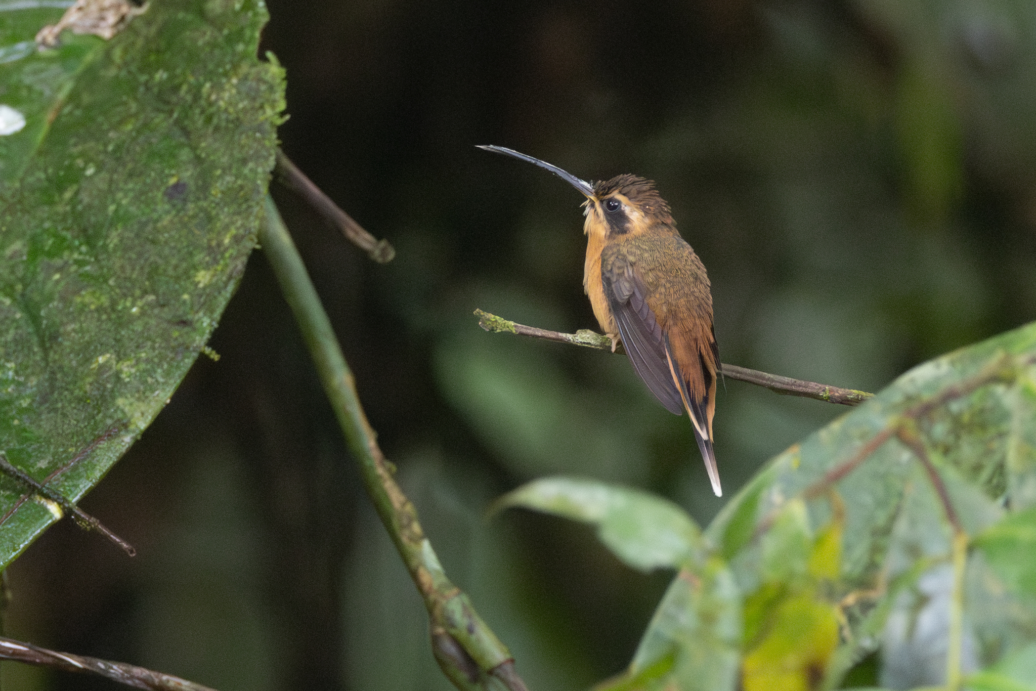 Grey-chinned Hermit (Phaethornis griseogularis), photo 1