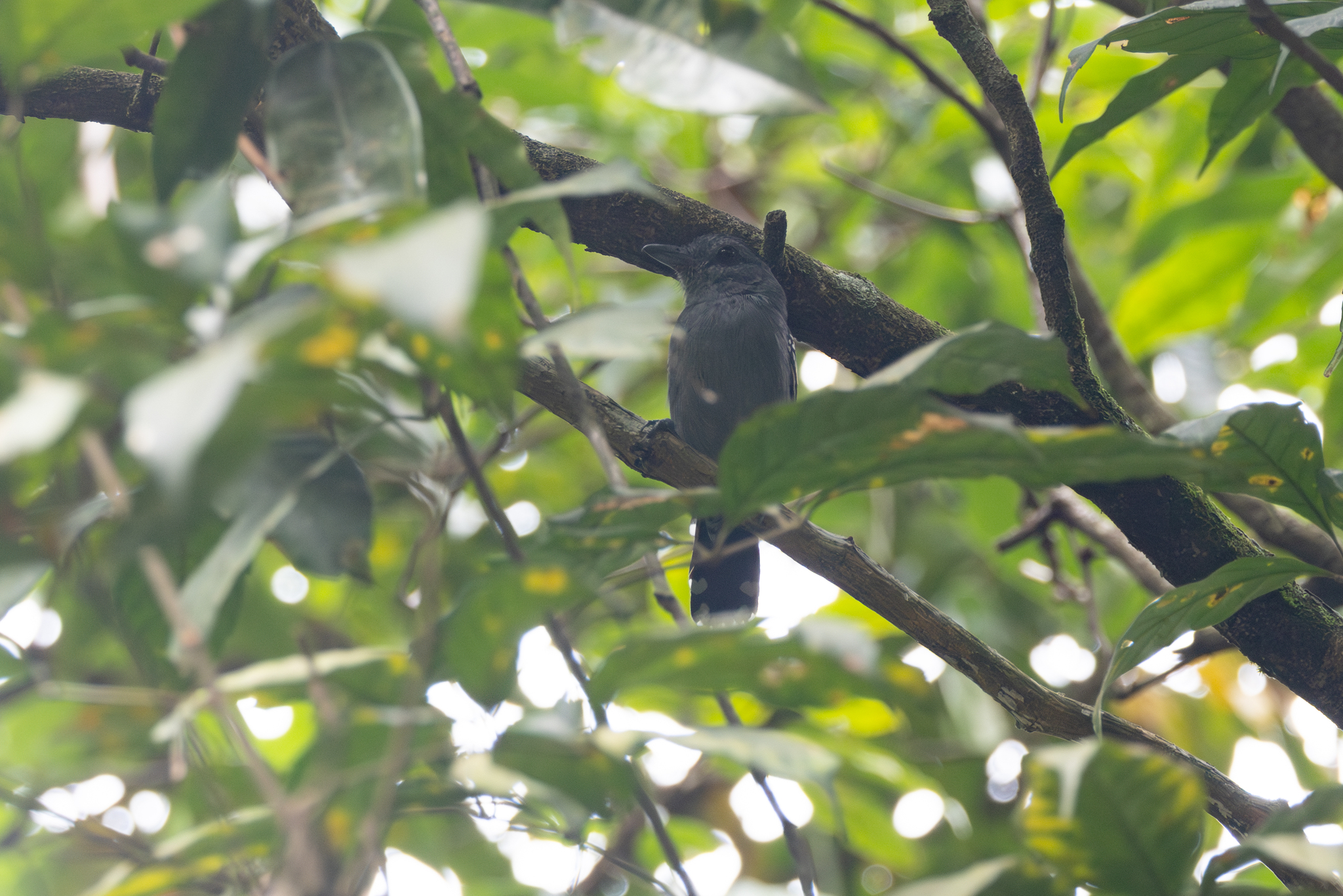 Northern Slaty Antshrike (Thamnophilus punctatus), photo 2
