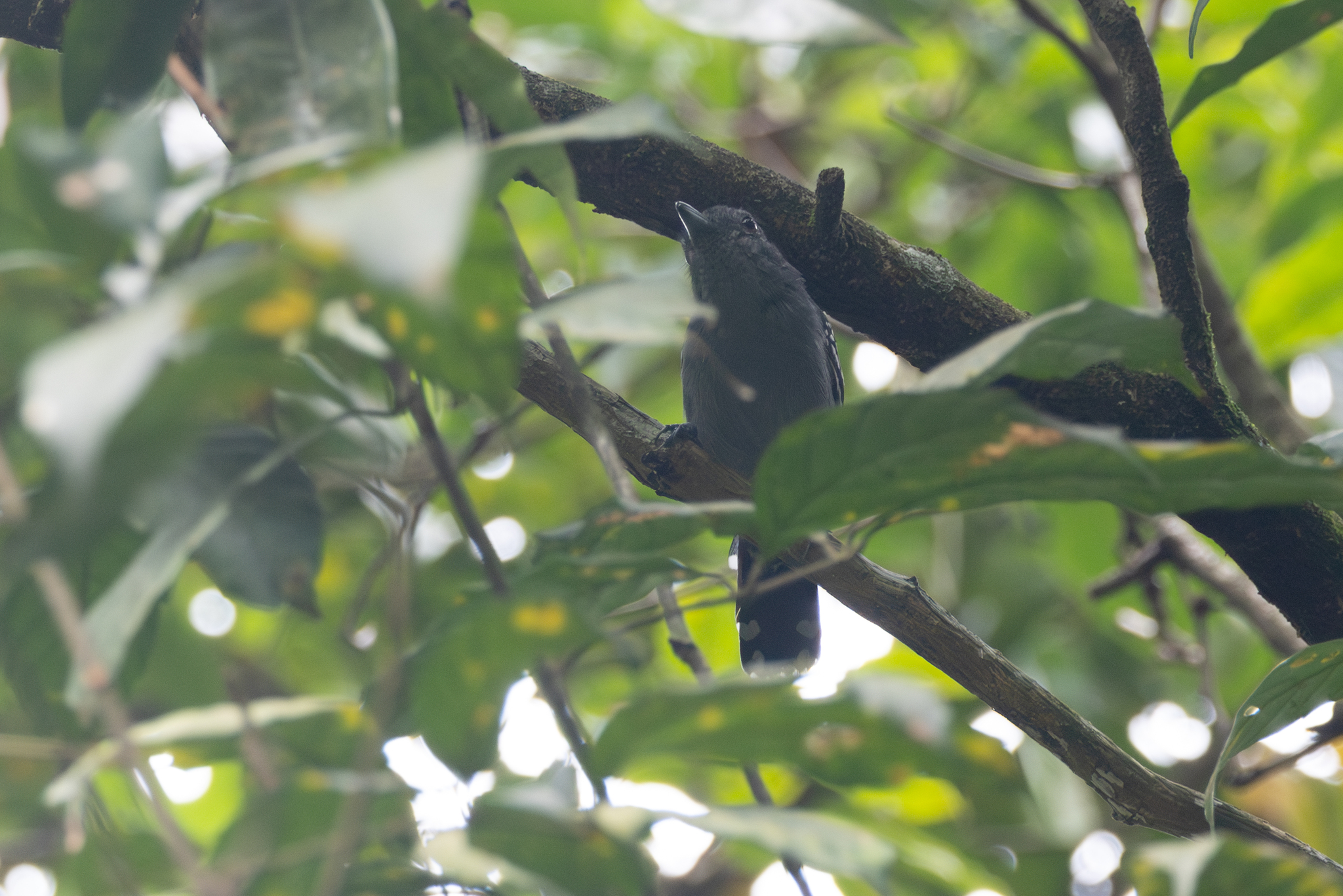 Northern Slaty Antshrike (Thamnophilus punctatus), photo 4