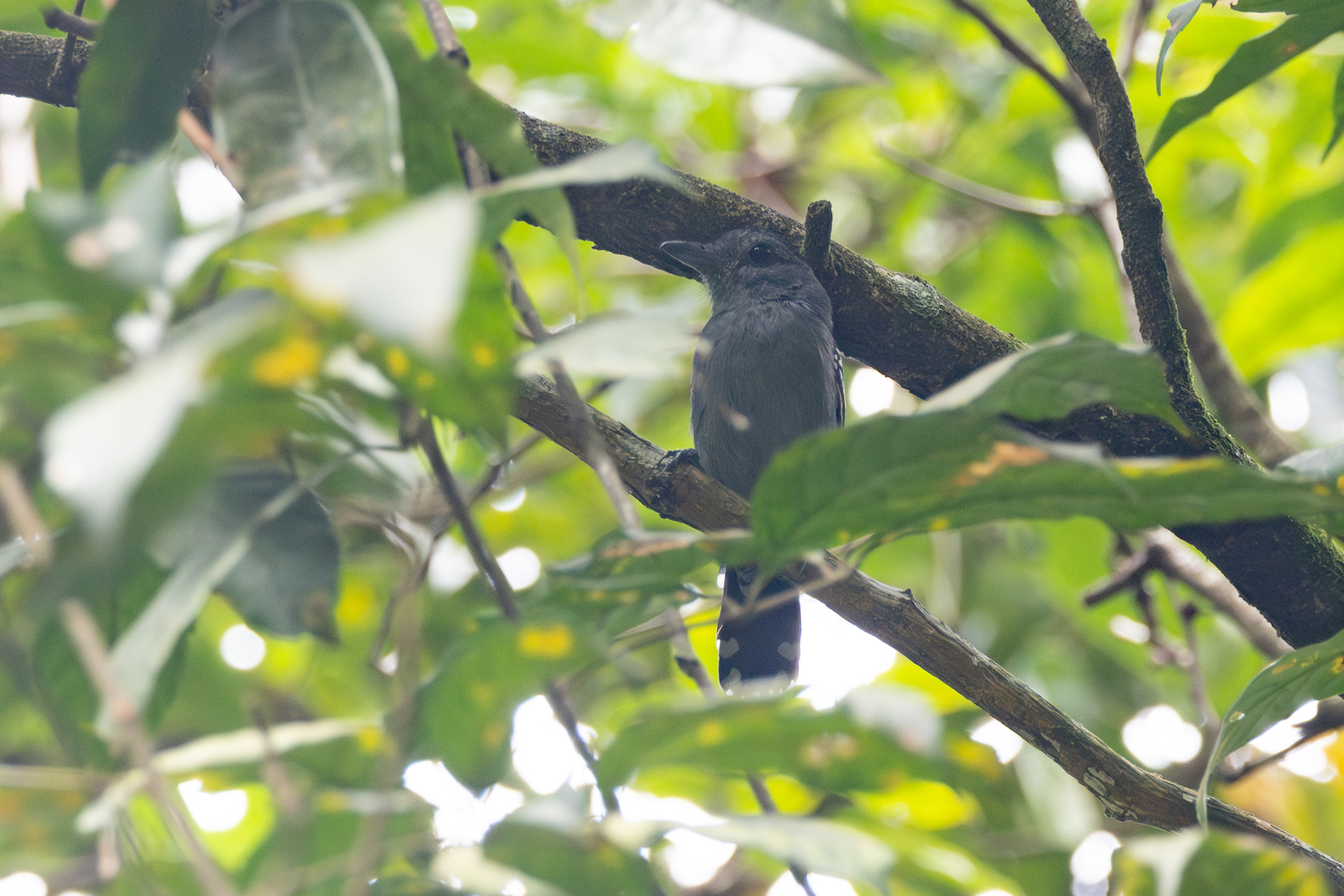 Northern Slaty Antshrike (Thamnophilus punctatus), photo 3